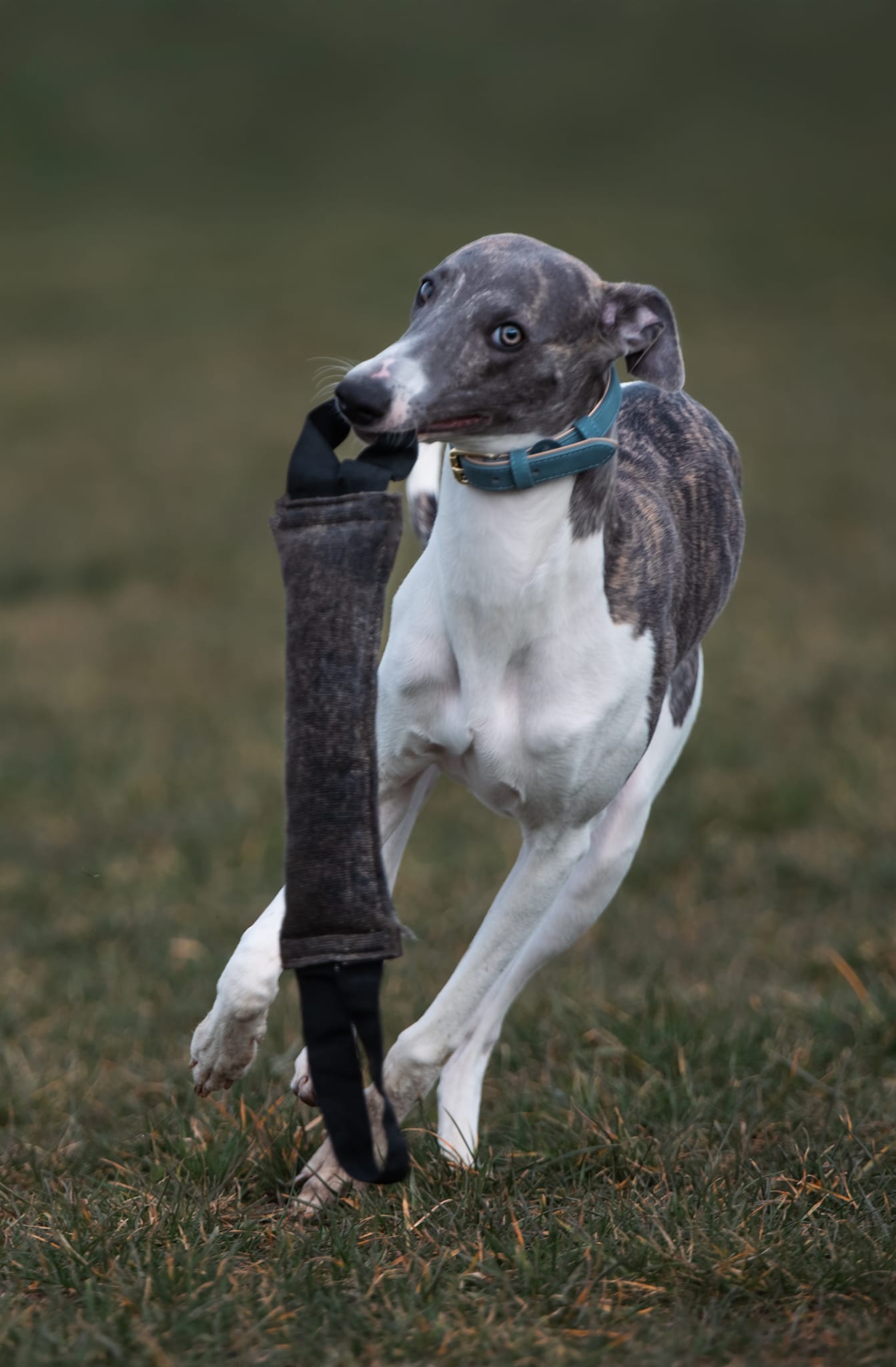 Soft Padded Collar - Blue