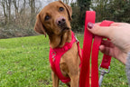 The Explorer Harness - Red