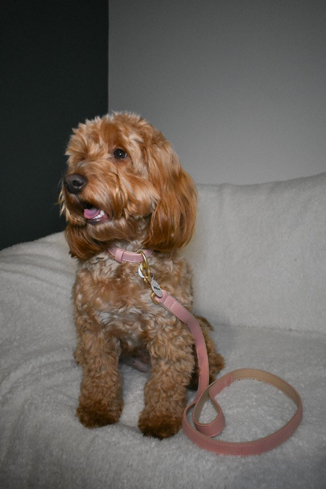 Soft Padded Collar & Lead Set - Pink