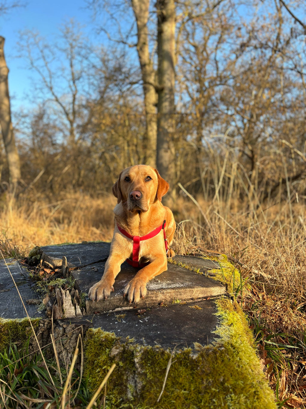 All Weather Harness - Red
