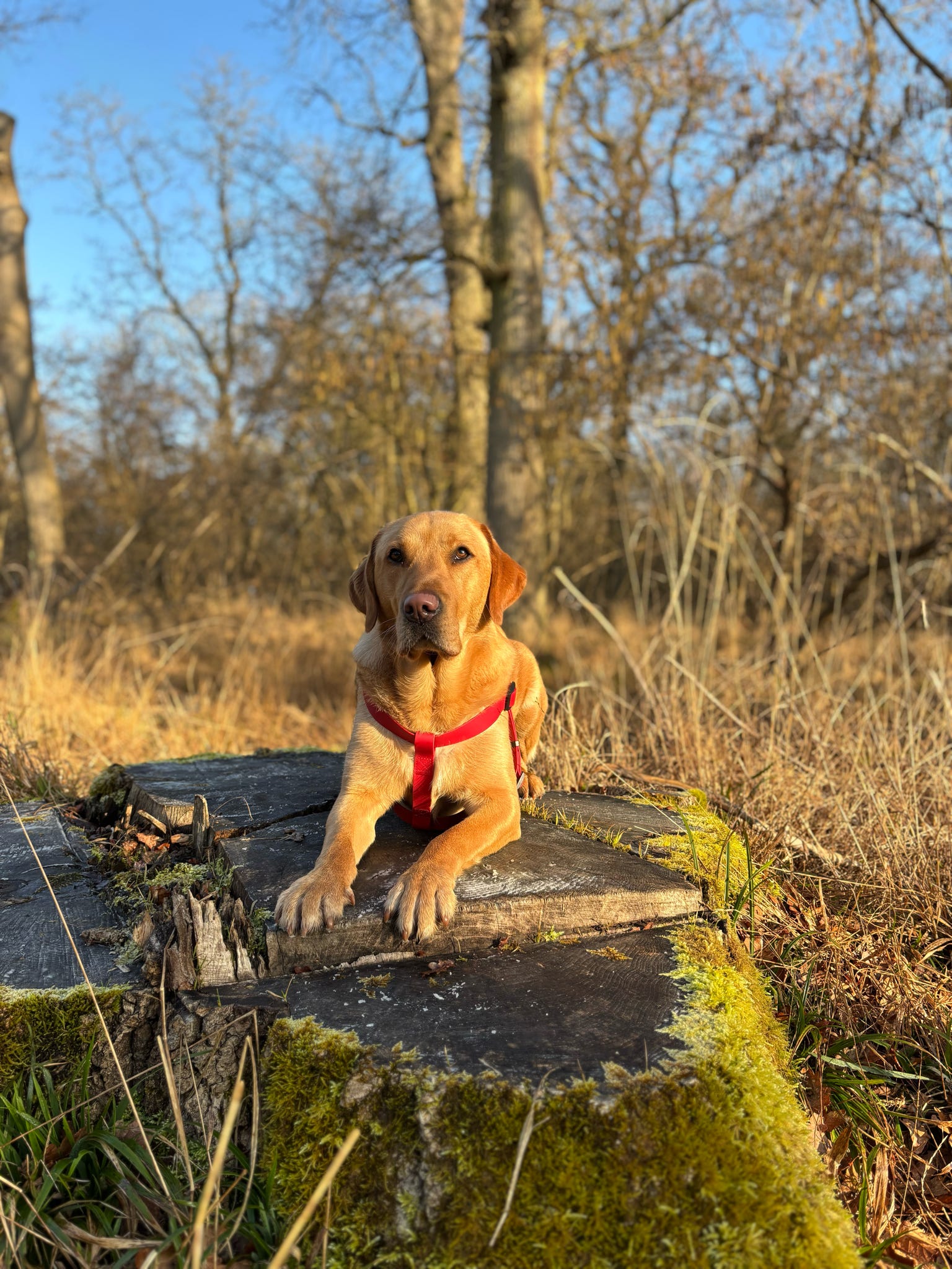 All Weather Harness - Red