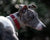 Soft Padded Collar & Lead Set - Red