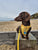 The Explorer Harness - Yellow