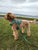 The Explorer Harness - Green