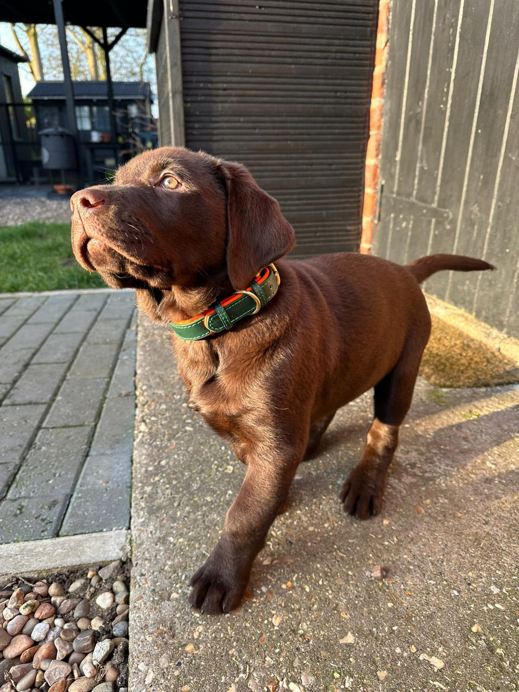 Signature Style Collar - Green/Orange