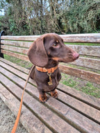 Soft Padded Collar & Lead Set - Tan