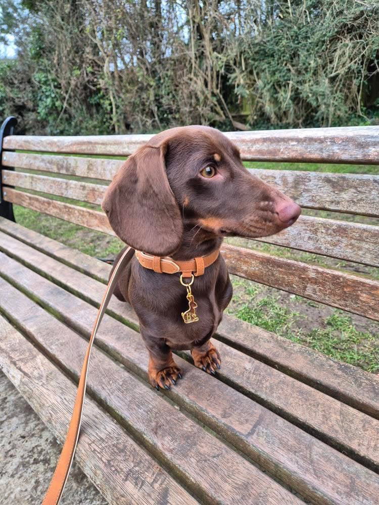 Soft Padded Collar & Lead Set - Tan