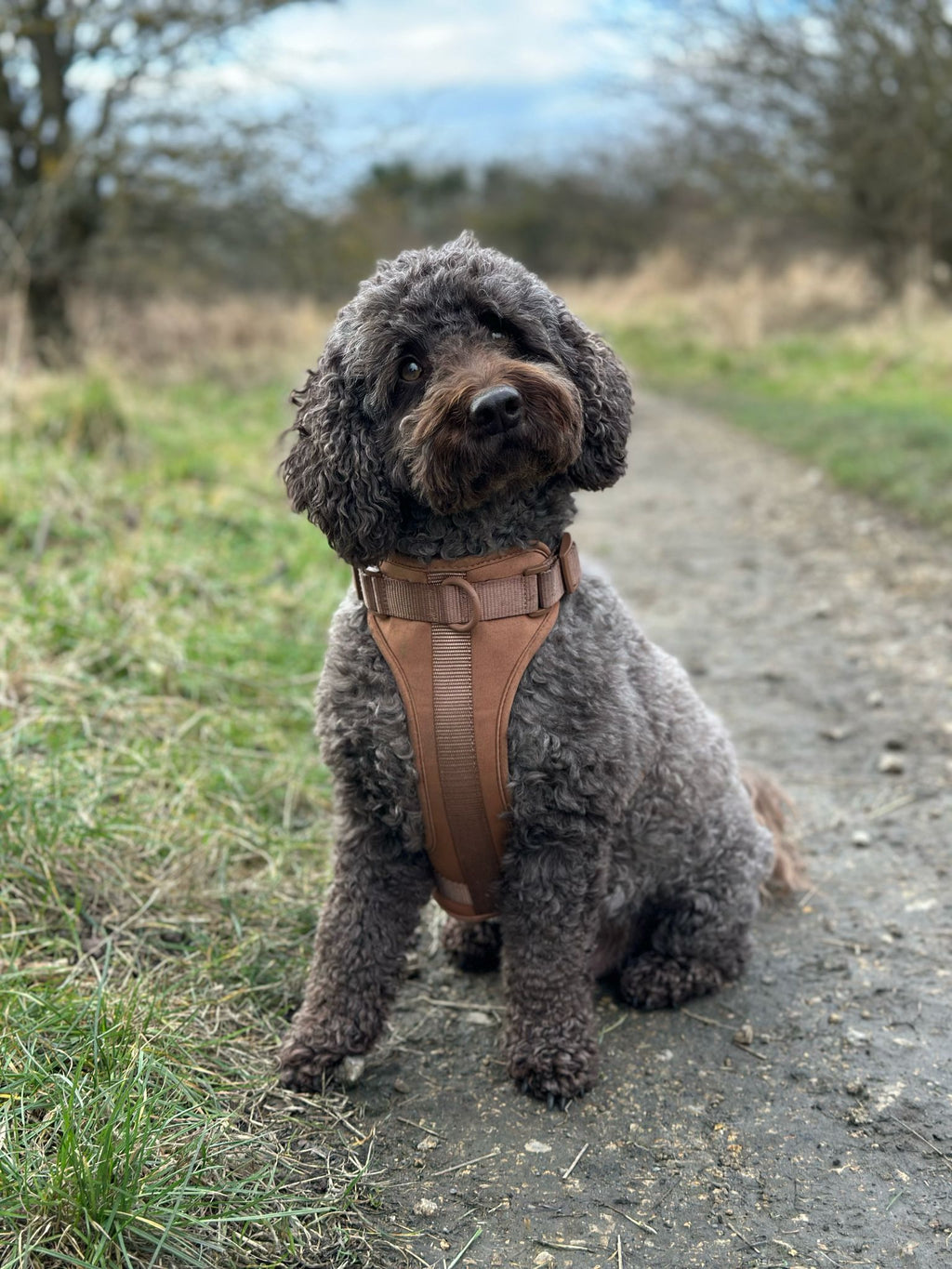 The Explorer Harness - Brown
