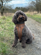The Explorer Harness - Brown