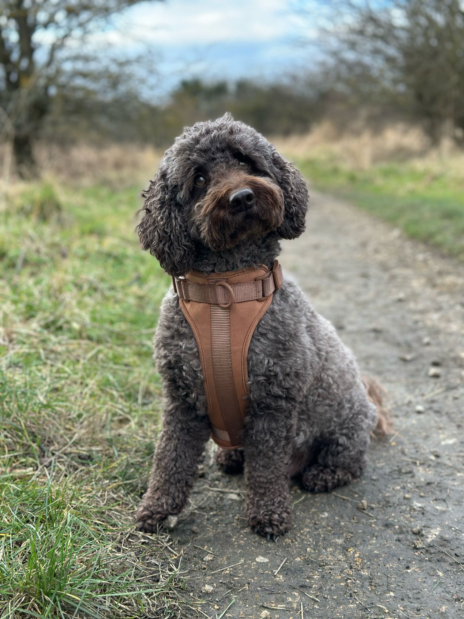 The Explorer Harness - Brown