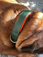 Signature Style Collar - Green/Orange