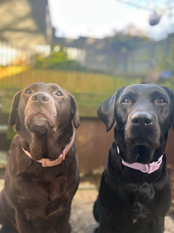 All Weather Collar - Colour Match Buckle
