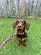 Soft Padded Collar & Lead Set - Rose