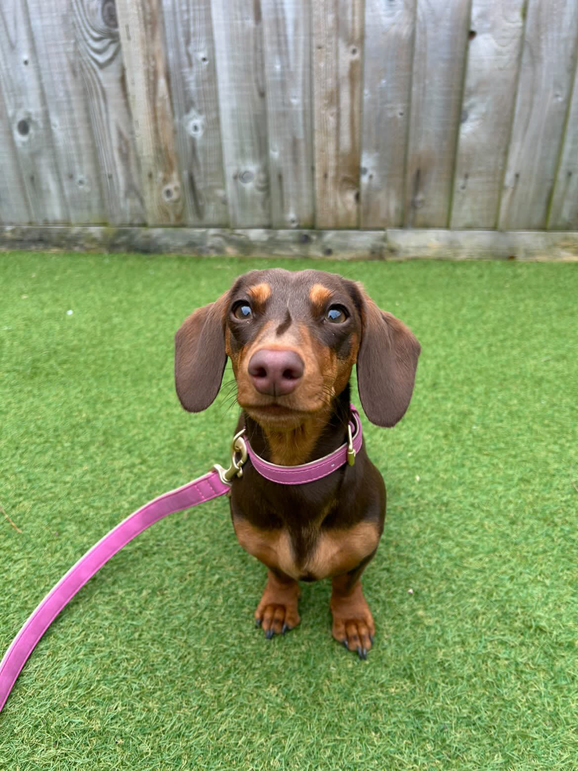 Soft Padded Collar & Lead Set - Rose