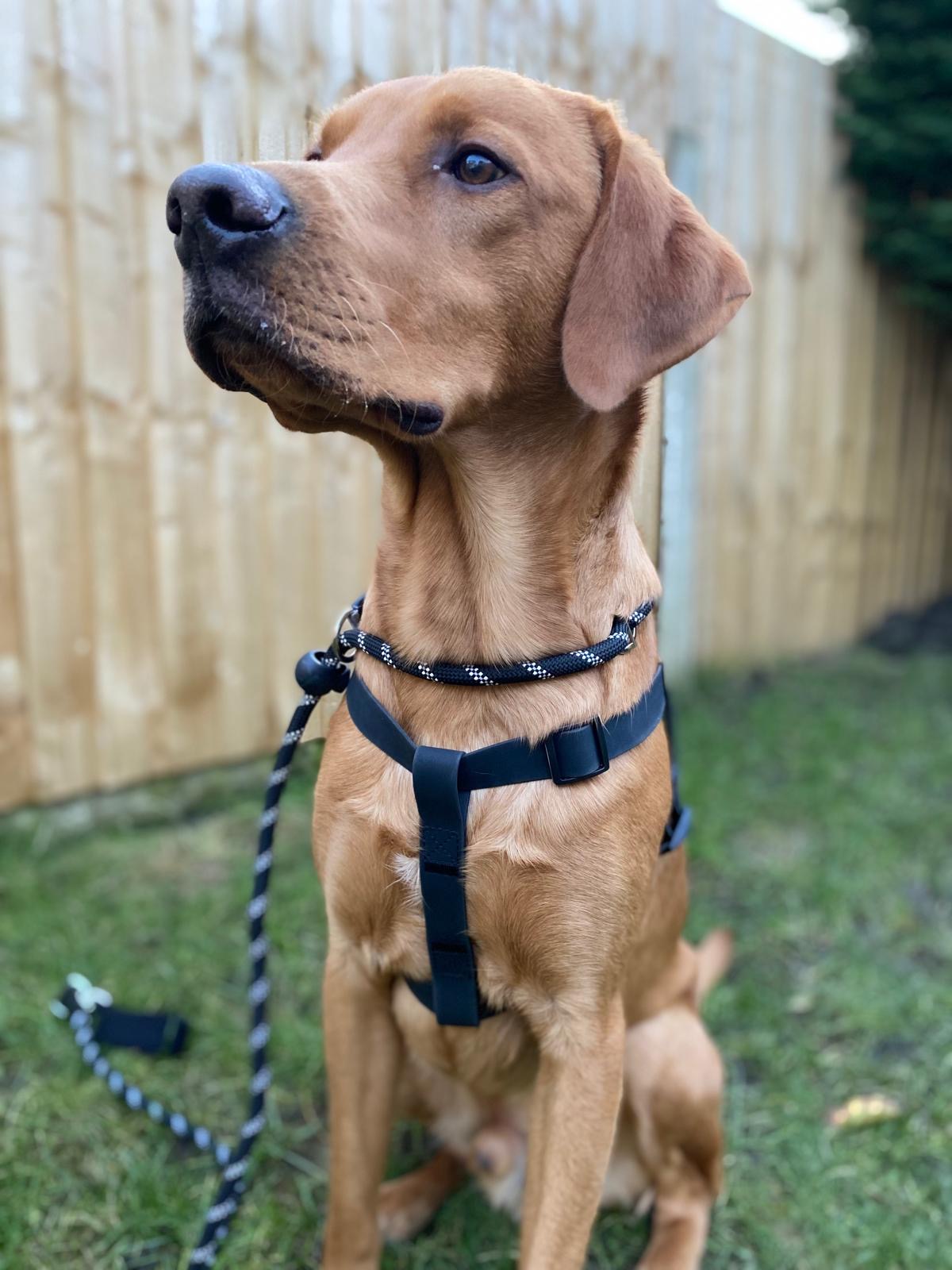 All Weather Harness