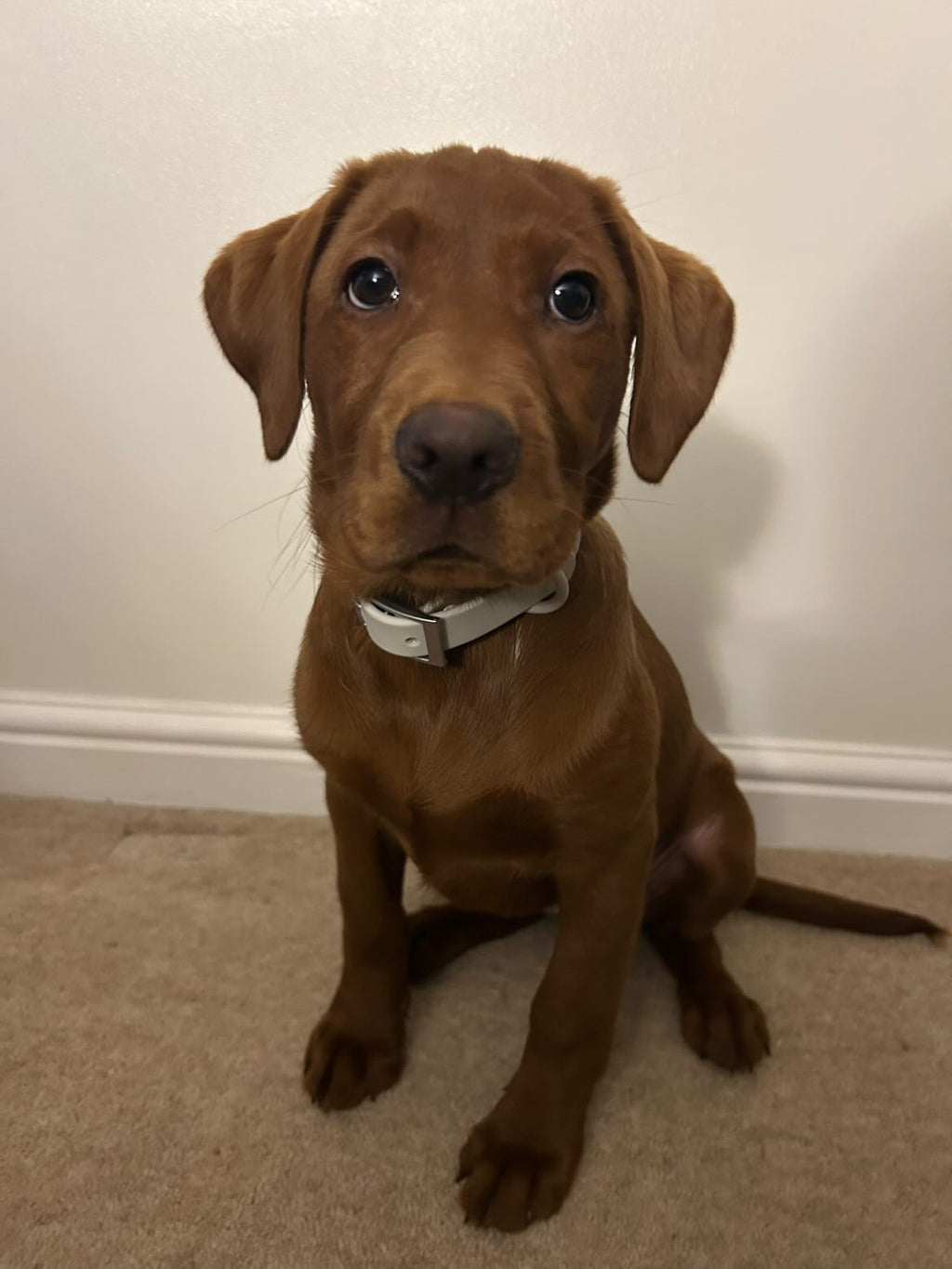 All Weather Collar (Classic Metal Buckle) - Grey