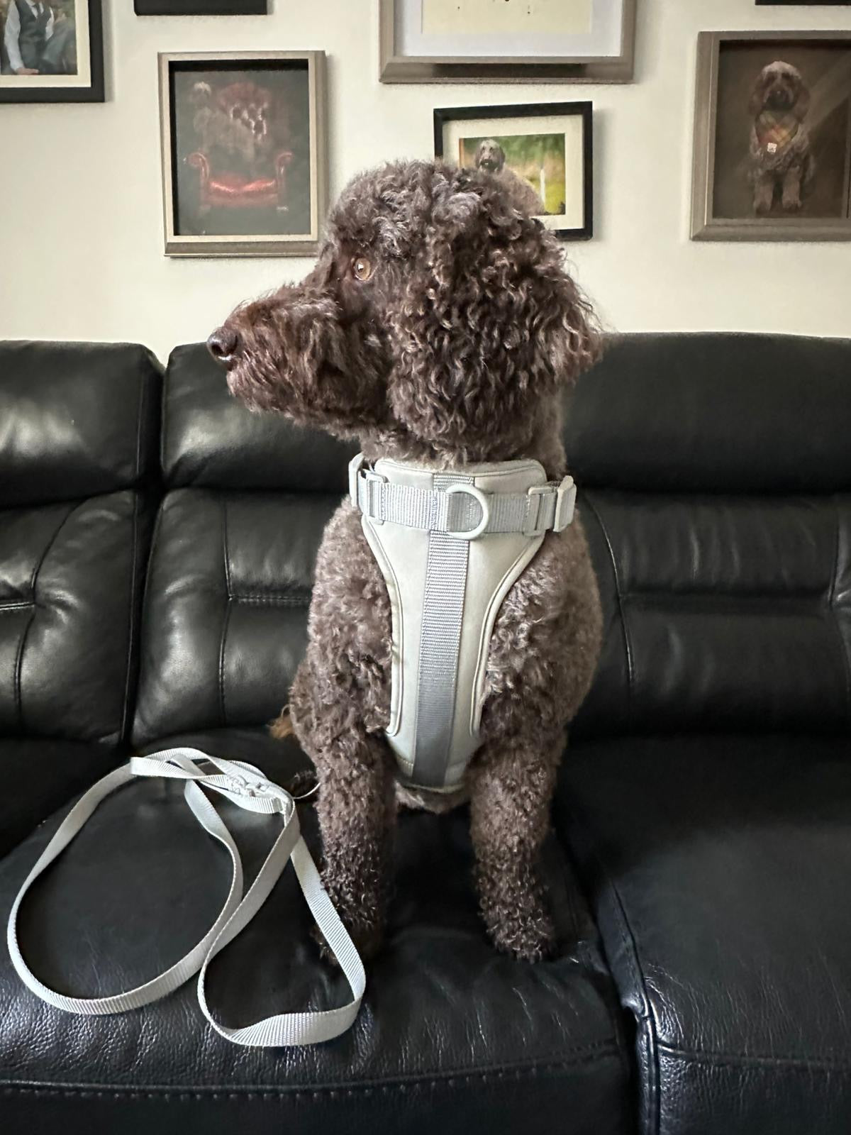 The Explorer Harness - Grey