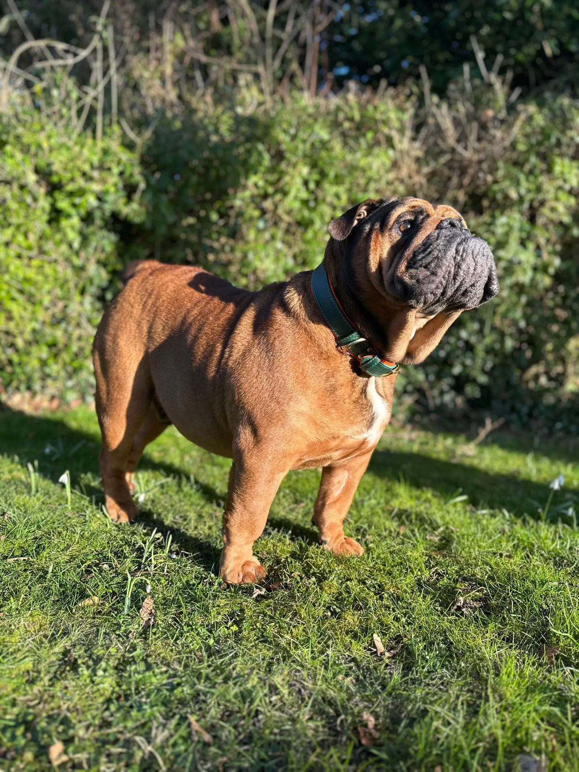 Signature Style Collar - Green/Orange