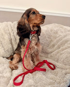 All Weather Collar (Classic Metal Buckle) - Red