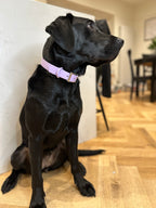 All Weather Collar (Classic Metal Buckle) - Purple