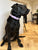 All Weather Collar (Classic Metal Buckle) - Purple