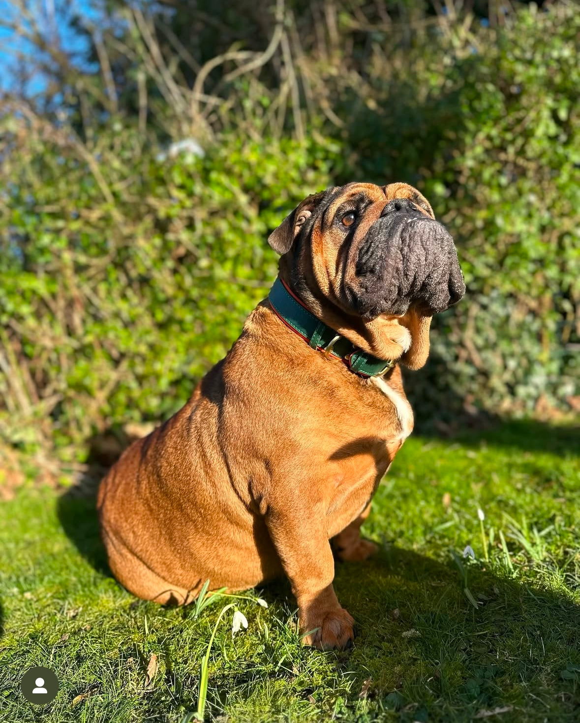 Signature Style Collar - Green/Orange