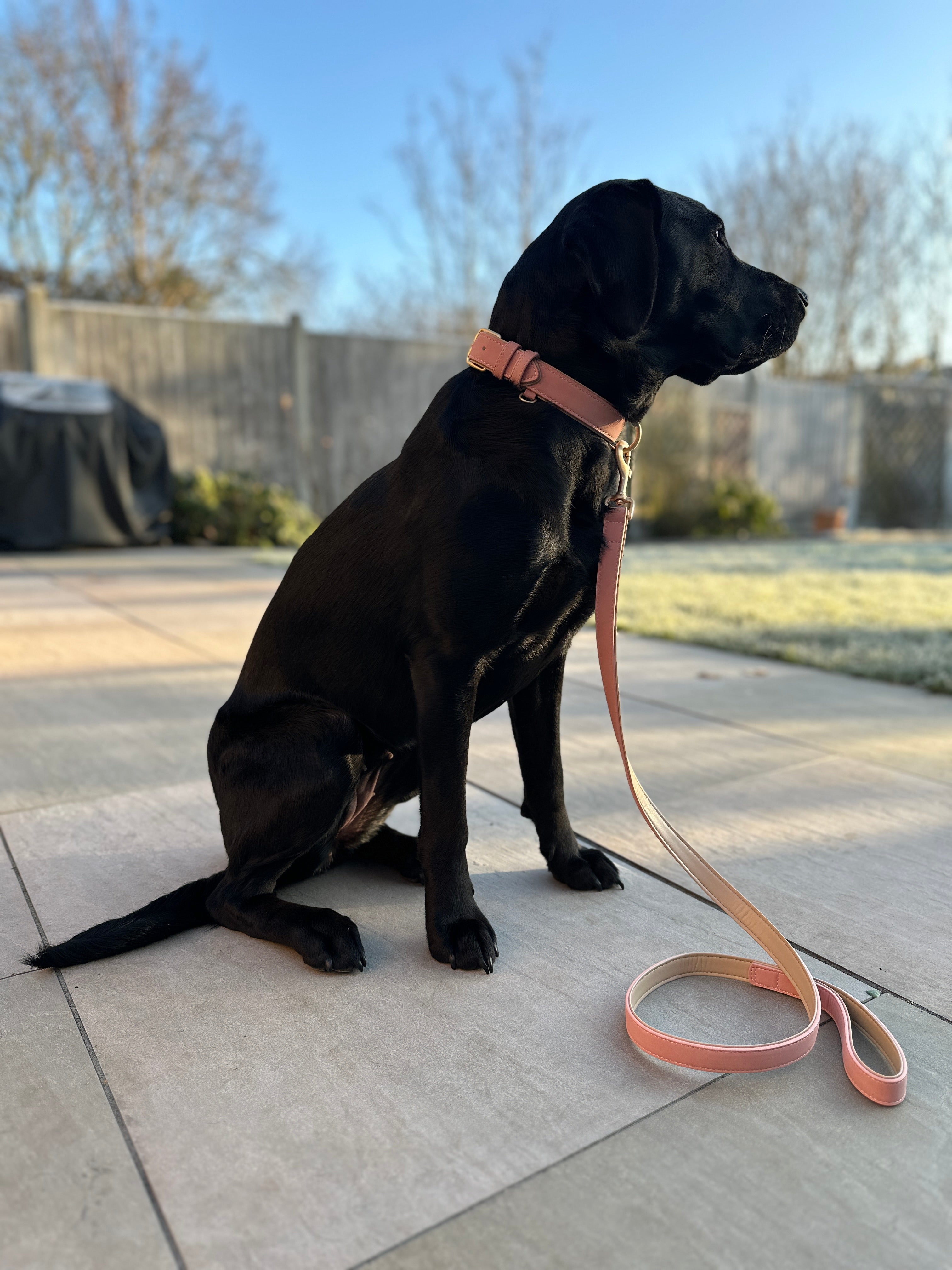 Soft Padded Collar & Lead Set - Pink