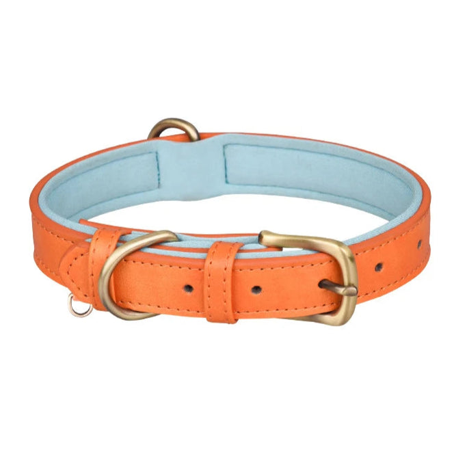 Signature Style Collar - Orange/Blue