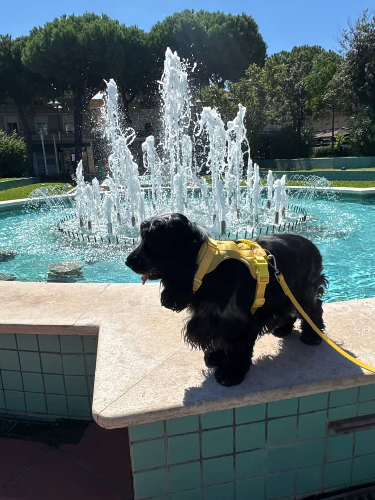 The Explorer Harness