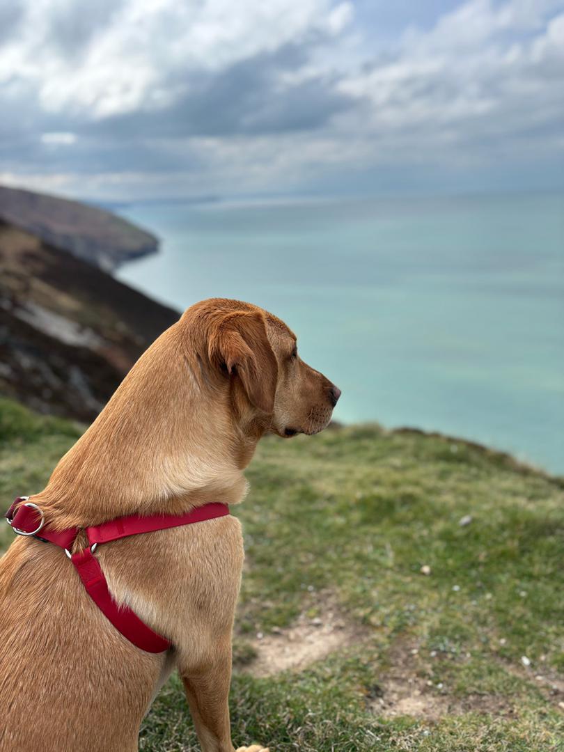 All Weather Harness