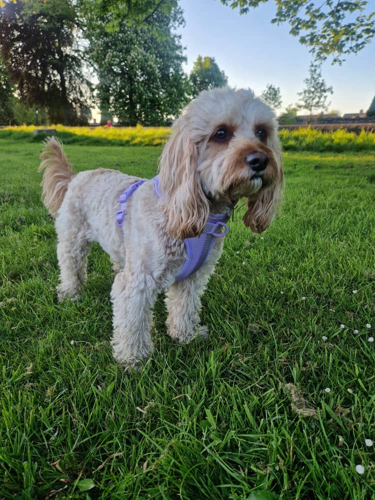The Explorer Harness